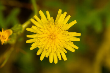 Primer plano de una flor de diente de león amarilla, destacando su vibrante color y forma delicada