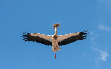 White stork carries nesting material during flight midday