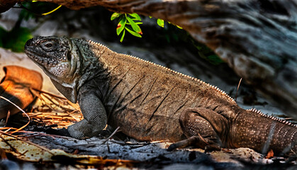 Exuma rock iguana on the stone. Latin name - Cyclura cychlura figginsi