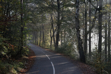 Scenic road in a slightly foggy forest in autumn with beech and birch trees