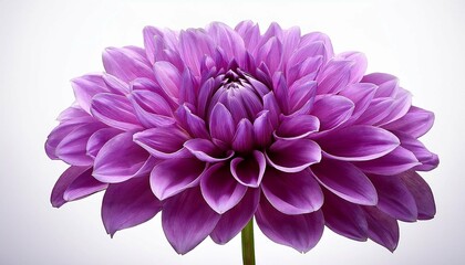 Obraz premium purple flower on a white background isolated with clipping path closeup big shaggy flower dahlia
