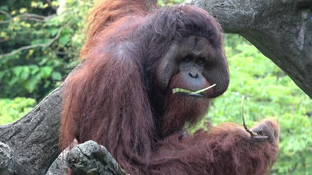 The orangutan is munching on a branch