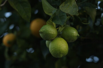 lemon tree with fruits