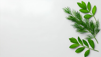 Obraz premium Fresh green herbs arranged on a light background, showcasing the vibrant colors and textures of dill and leaves.