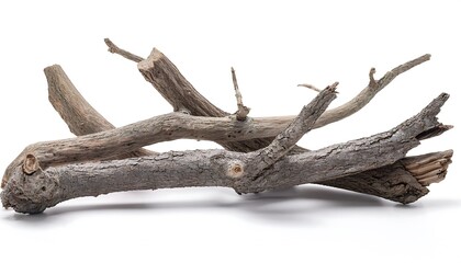 Fototapeta premium Dead tree branches with cracked bark. Isolated on transparent background, cutout cut out
