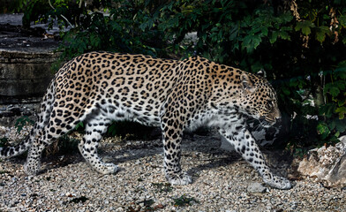 Persian leopard walking in its enclosure. Latin name - Panthera pardus saxicolor