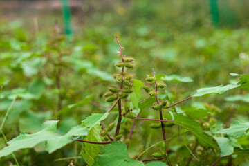 Wild Chinese herbal medicine Xanthium plant