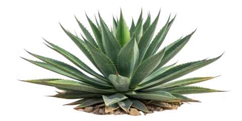 Agave Plant Digital Art Glitch Psychedelic Nature Desert
