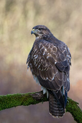 Common Buzzard (Buteo buteo)