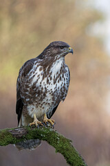Common Buzzard (Buteo buteo)