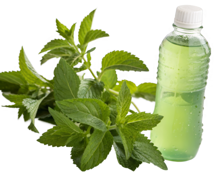 Refreshing Mint Beverage Fresh Leaves, Green Bottle, Herbal Drink