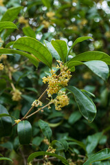 Autumn osmanthus plants