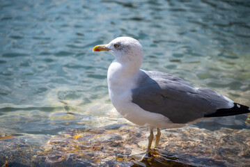 Portugal, Lagos, Küste