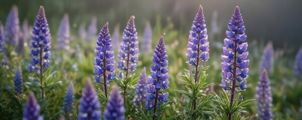 Tiny droplets of dew cling to lupine flower's surface , dew drops, wet