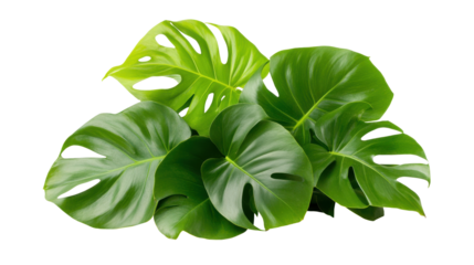 A cluster of green monstera leaves with deep color, prominent splits, and glossy texture on black background