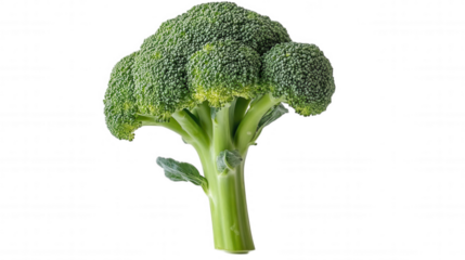 [Digitally altered vegetable art] Digital Art: Unusual Vertical Broccoli with Florets Growing Out of Ground, Realistic Style Digital Manipulation