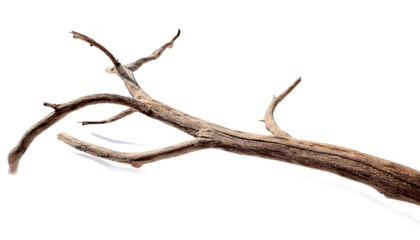 Fototapeta premium Dead tree branches with cracked bark. Isolated on transparent background, cutout cut out