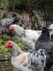 Chickens walking around free range outdoors. Sustainable farming. Poultry walkning around in the garden.