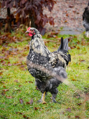 Young rooster on free range. Poultry. Outdoors. Sustainable farming in a rural area.