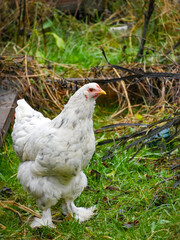 Chickens walking around free range outdoors. Sustainable farming. Poultry walkning around in the garden.