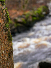 Water creek landscape photography. Autumn spring of water in the forest. Water stream in the middle of the forest. Background. Beauty in nature.