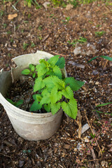 Patchouli plants grown in glue buckets
