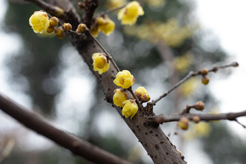 Yellow plum blossoms in full bloom