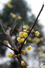Yellow plum blossoms in full bloom