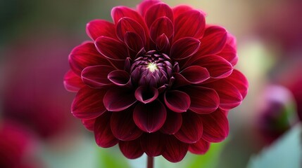 Beautiful deep red dahlia flower blooming in a vibrant garden during a warm sunny afternoon