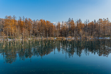 北海道　美瑛の青い池と紅葉　秋/Blue pond and autumn leaves in Biei, Hokkaido, Autumn