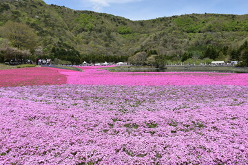 Bright pink shibazakura flowers spread like a colorful carpet in the area of majestic Mount Fuji. Amazing landscape in Mai in Japan.