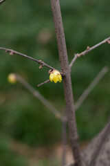 Yellow plum blossoms in full bloom