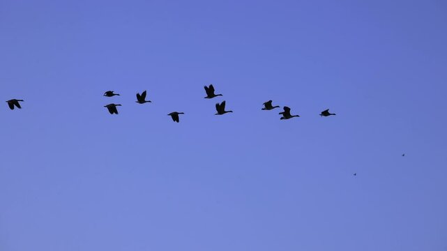 Canada Geese flying in graceful slow motion isolated on blue sky background
