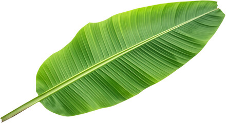 Bright Green banana Leaf Close-Up