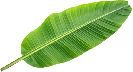 Bright Green banana Leaf Close-Up