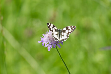 Marbled White (Melanargia galathea) butterfly sitting on a small scabious in Zurich, Switzerland