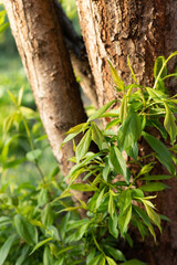 In spring, the plum trees put forth new leaves and buds