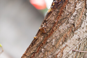 The natural resin of the plum tree