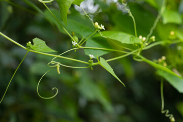 A green Chinese herb called nuonzi melon vine