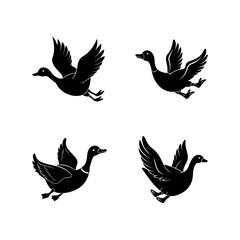 Set of Flying duck and Wild duck Flying silhouette, black and white silhouette, vector and illustration