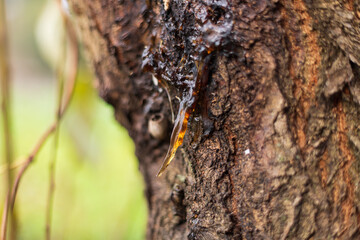 The natural resin of the plum tree