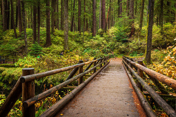 Mossy trees in the Hoh Rain Forest in the Olympic National Park, Washington, United States