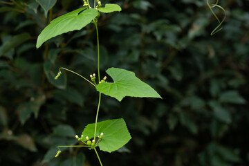 A green Chinese herb called nuonzi melon vine