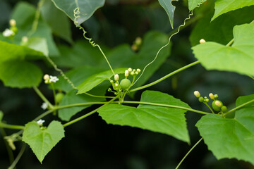 A green Chinese herb called nuonzi melon vine