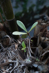 A loquat tree with new buds
