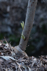 A loquat tree with new buds