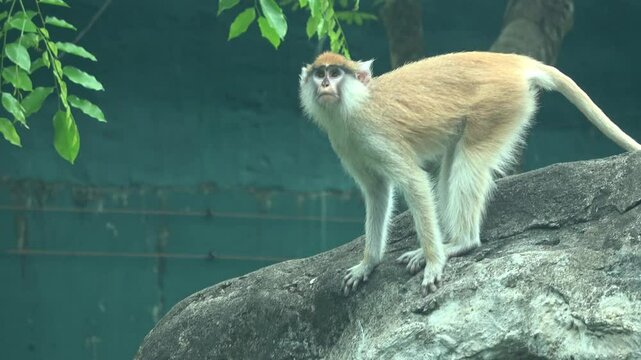 A red monkey is perched on a rock, scanning its surroundings