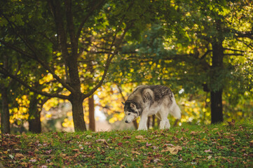 Husky walking on a hill