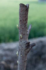 A loquat tree with new buds