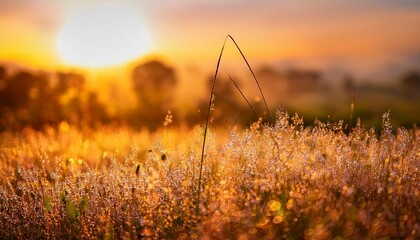 meadow grass flower with dewdrops in the morning with golden sunrise sky selective focus on grass flower on blur bokeh background of yellow and orange sunshine grass field with sunrise sky n
